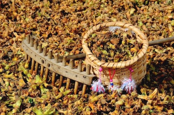 Fındık Toplama Günleri Belli Oldu