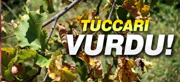 Fatsa’da Alacak Yüzünden Fındık Tüccarı Öldürüldü